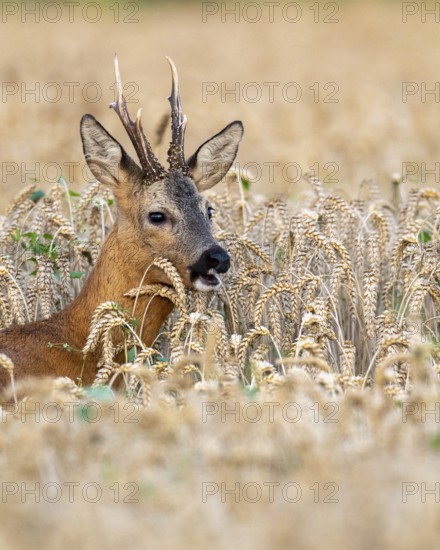 Roebuck (Capreolus capreolus) in wheat, Vechta, Lower Saxony, Germany