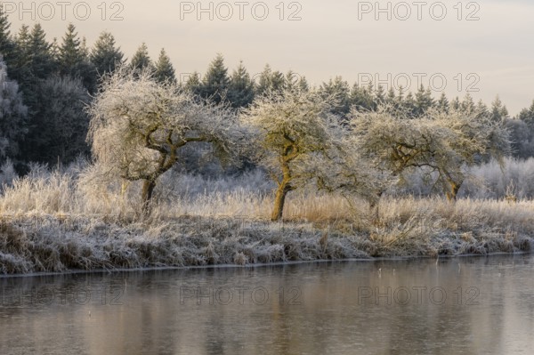 Winter hoarfrost at Ahlhorn fish ponds, Ahlhorn fish ponds, Ahlhorn, Lower Saxony, Germany