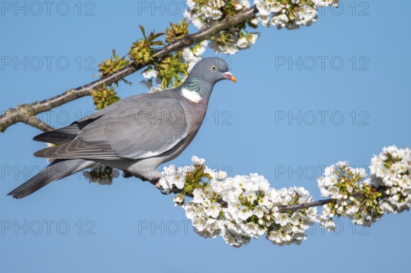 Woodpigeon (Columba palumbus) in a flowering cherry tree, Vechta, Lower Saxony, Germany