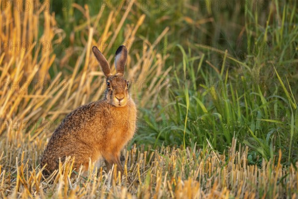European hare (Lepus europaeus), Vechta, Lower Saxony, Germany