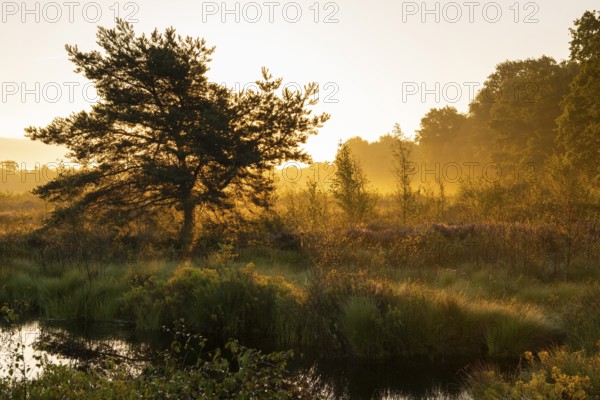 Venner Moor at heather blossom in late summer, Neuenkirchen-Vörden, Lower Saxony, Germany