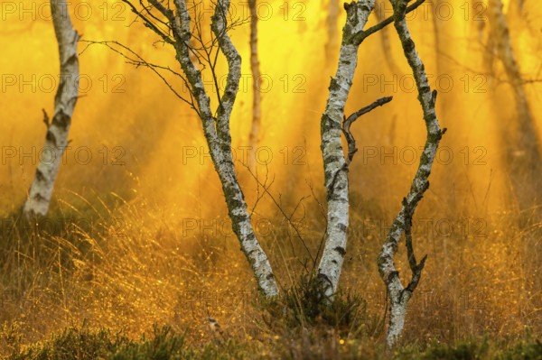 Birches (Betula) in the fog at dawn in the Molberger Dose, moor, raised bog, Molbergen, Lower Saxony, Germany