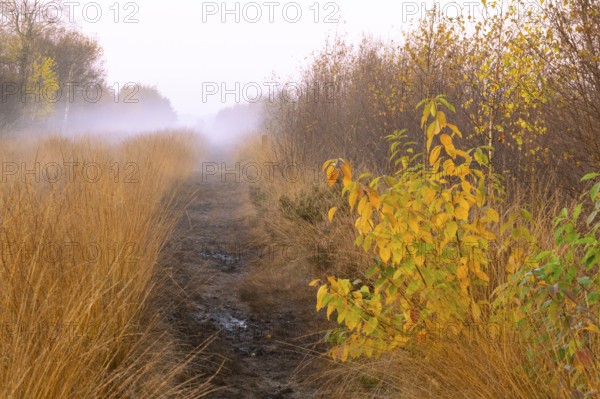 Fog is lying over the moor in Molberger Dose, Molbergen, Lower Saxony, Germany