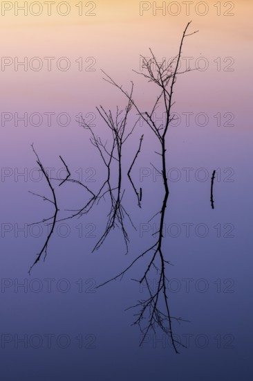 Birch (Betula) reflected in the water at dawn in the Molberger Dose, Hochmoor, Molbergen, Lower Saxony, Germany