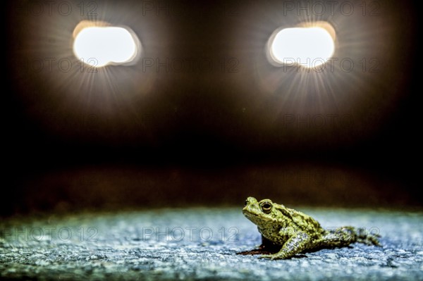 Common toad (Bufo Bufo) during toad migration at night in the spotlight, Dümmerniederung, Diepholz district, Lower Saxony, Germany
