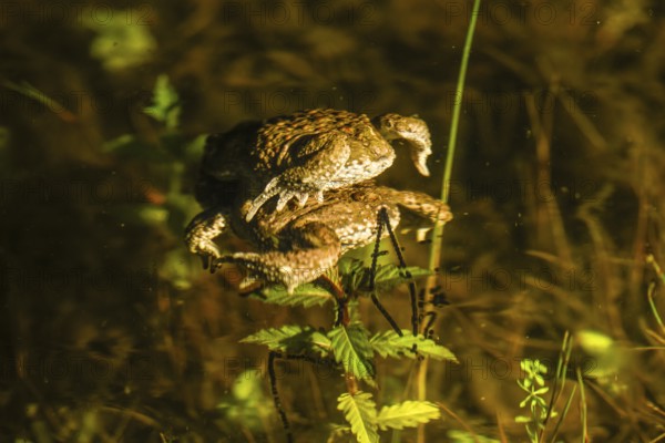 Two natterjack toads (Bufo calamita) mating in the water surrounded by plants, the female dragging a long spawning string behind her and attaching her eggs to aquatic plants, Dümmer nature park Park, Lower Saxony, Germany