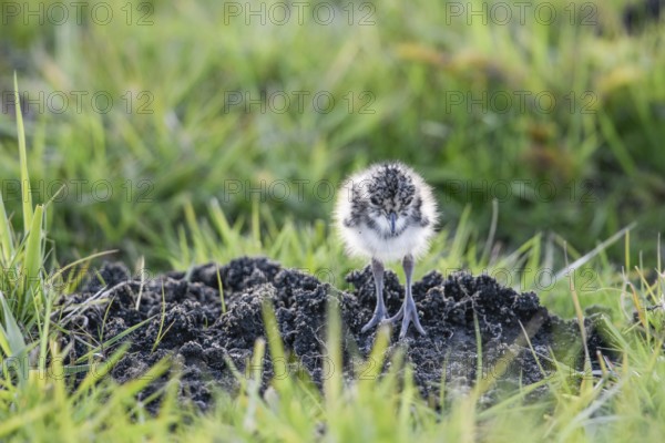 A lapwing chick (Vanellus vanellus) in down plumage in the tall grass runs curiously towards a molehill in a wet meadow, peaceful and natural scene, Dümmer nature park Park, Lower Saxony, Germany
