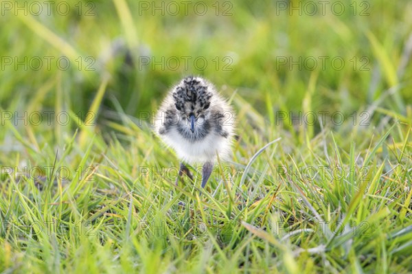 A lapwing chick (Vanellus vanellus) in down plumage in the tall grass runs curiously through a wet meadow, peaceful and natural scene, Dümmer nature park Park, Lower Saxony, Germany