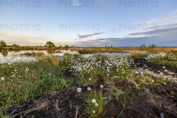Moorland landscape with white fruiting cotton grass, image radiates vastness and openness, Restored Peatland, Rhedener Geestmoor, Lower Saxony, Germany