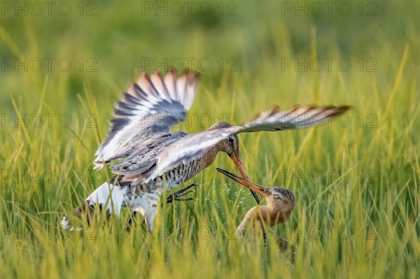Two black-tailed godwits (Limosa limosa) in a wild territorial fight on a wet meadow, Dümmer nature park Park, Lower Saxony, Germany