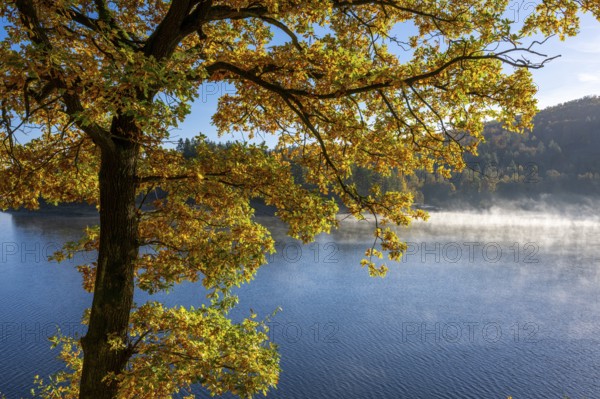 Autumn forest at Innerstestausee in the Harz Mountains, Innerstestausee, Goslar, Lower Saxony, Germany