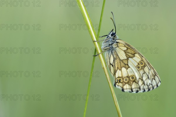 Checkerspot butterfly (Melanargia galathea), Bad Münstereifel, North Rhine-Westphalia, Germany