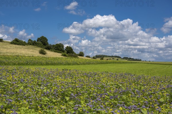 Summer landscape in the Eifel, Blankenheim, North Rhine-Westphalia, Germany