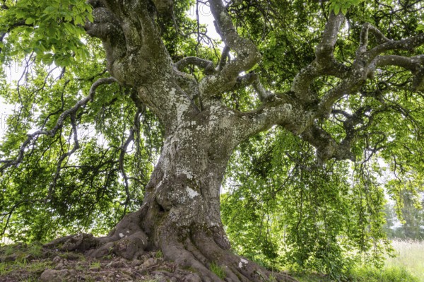 Süntel beech (Fagus sylvatica var. suentelensis), Blankenheim, North Rhine-Westphalia, Germany