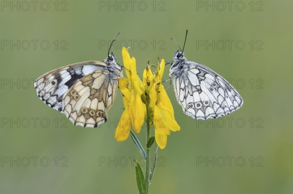 Checkerspot butterfly (Melanargia galathea) on gorse (Genista tinctoria), Bad Münstereifel, North Rhine-Westphalia, Germany