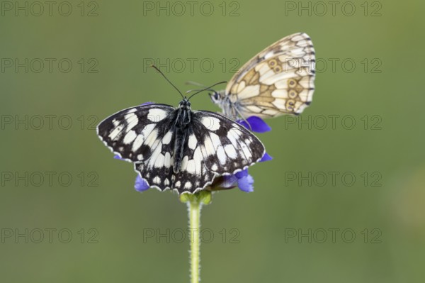 Checkerspot butterfly (Melanargia galathea) on Large Self-heal (Prunella grandiflora), Bad Münstereifel, North Rhine-Westphalia, Germany