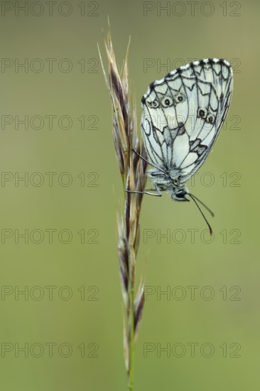 Checkerspot butterfly (Melanargia galathea), Bad Münstereifel, North Rhine-Westphalia, Germany