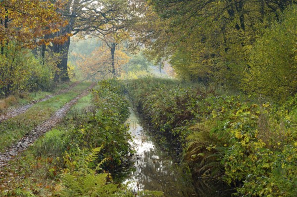 Autumn at the Ahlhorn fish ponds, forest, Ahlhorn, Lower Saxony, Germany