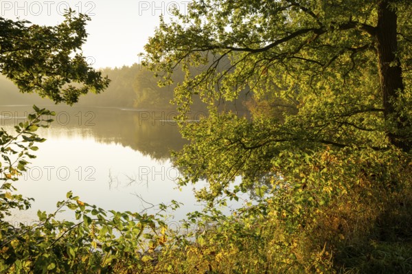 Daybreak at Ahlhorn Fish Ponds, Ahlhorn Fish Ponds, Ahlhorn, Lower Saxony, Germany
