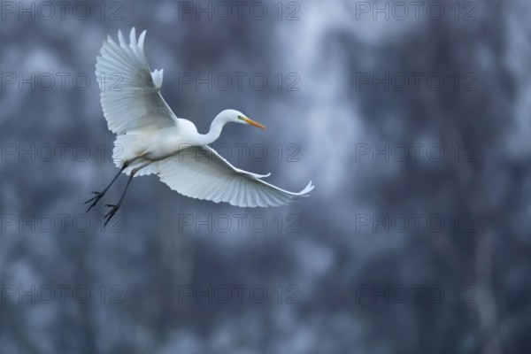 Great White Egret (Ardea alba, syn.: Casmerodius albus, Egretta alba), Dümmer, Lembruch, Lower Saxony, Germany