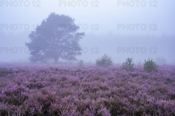 Flowering heather (Calluna vulgaris) with pine trees on a foggy morning in the Ahlhorner Heide, Ahlhorn, Lower Saxony, Germany