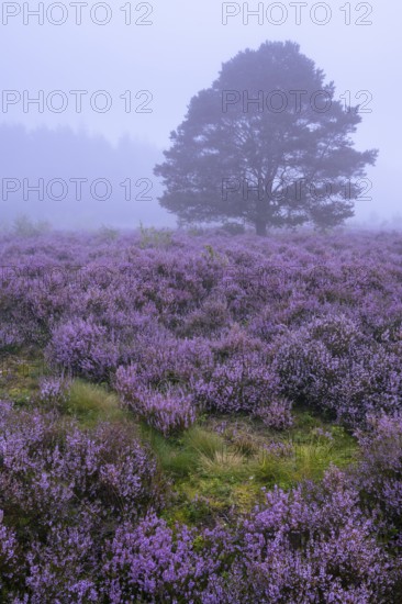 Flowering heather (Calluna vulgaris) with pine trees on a foggy morning in the Ahlhorner Heide, Ahlhorn, Lower Saxony, Germany