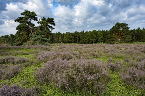 Blooming heathland at the Ahlhorn fish ponds, Ahlhorn, Lower Saxony, Germany
