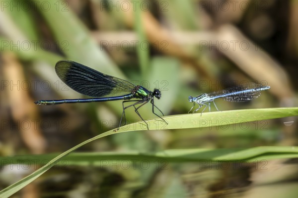A Banded demoiselle (Calopteryx splendens) on the left and a White-legged damselfly (Platycnemis pennipes) sitting on a leaf in nature, Lower Saxony, Germany