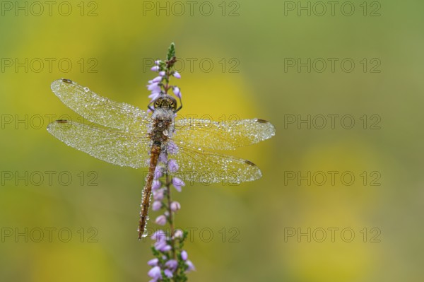 Marsh dragonfly (Sympetrum depressiusculum) in the morning dew on flowering heather (Calluna vulgaris), Ahlhorn, Lower Saxony, Germany