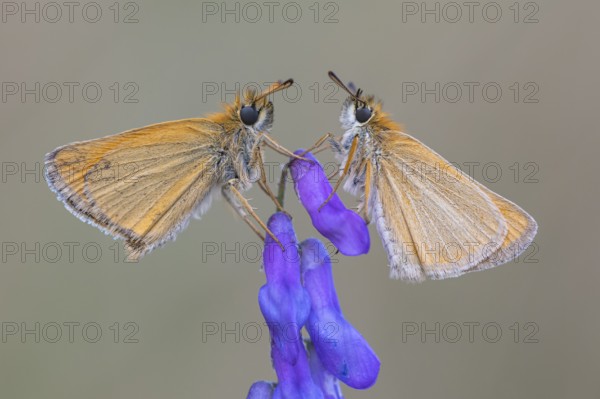 Large skipper (Ochlodes sylvanus), Ahlhorn, Lower Saxony, Germany