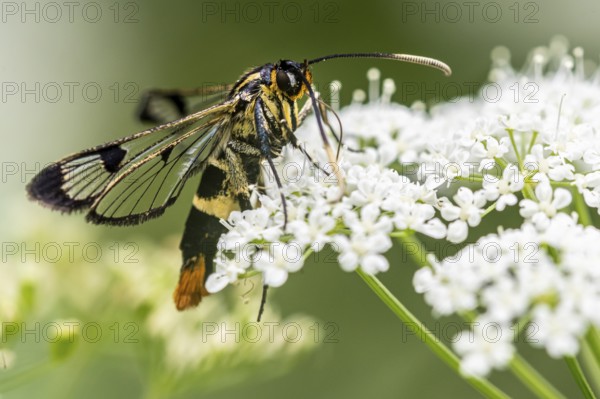 Large birch glasswing (Synanthedon scoliaeformis), Ahlhorn, Lower Saxony, Germany