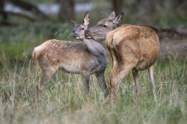 Red deer (Cervus elaphus), calf and doe, Klamptenborg, Copenhagen, Denmark
