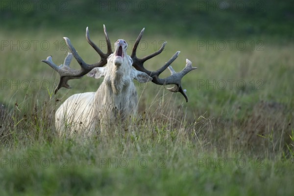 White red deer (Cervus elaphus) in rut, roaring, hunting, Klamptenborg, Copenhagen, Denmark