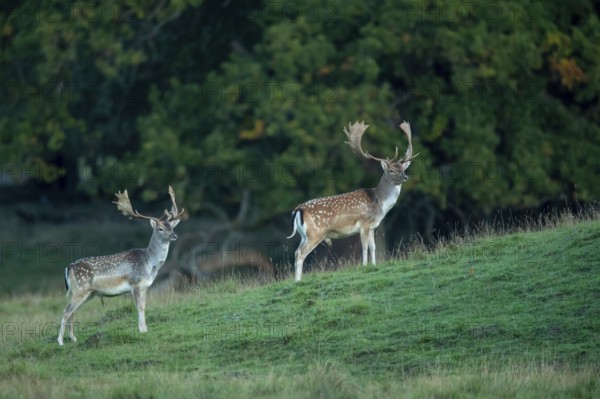 Fallow deer (dama dama), Klamptenborg, Copenhagen, Denmark