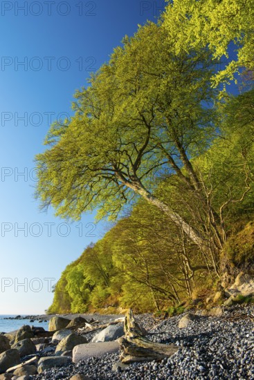 View of chalk cliffs in Jasmund National Park on Rügen, Sassnitz, Rügen, Mecklenburg-Western Pomerania, Germany