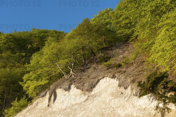 View of chalk cliffs in Jasmund National Park on Rügen, Sassnitz, Rügen, Mecklenburg-Western Pomerania, Germany