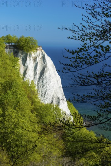 View of chalk cliffs in Jasmund National Park on Rügen, Königsstuhl, Sassnitz, Rügen, Mecklenburg-Western Pomerania, Germany