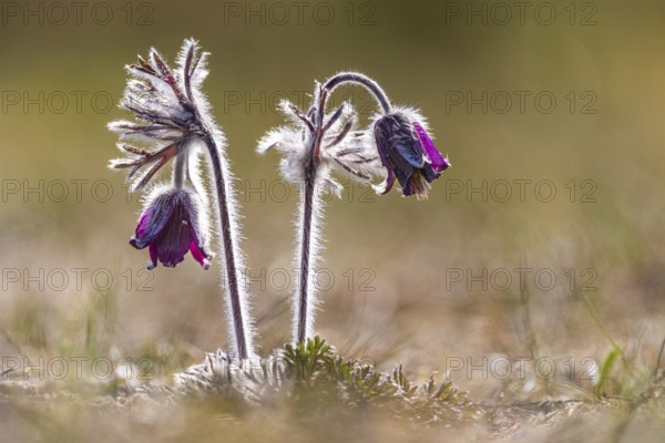 Meadow pasque flower (Pulsatilla pratensis), Rügen, Binz, Mecklenburg-Western Pomerania, Germany