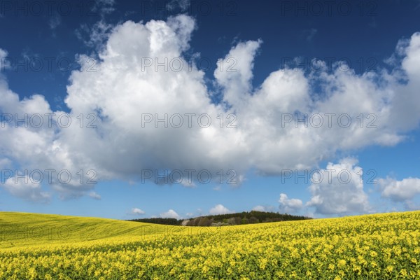 Rape field with blue sky and clouds, Rügen, Bergen, Mecklenburg-Western Pomerania, Germany