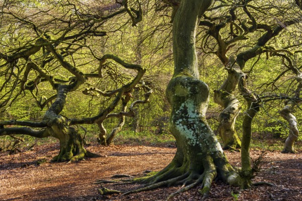 Süntel beech (Fagus sylvatica) in spring, Rügen, Lietzow, Mecklenburg-Vorpommern, Germany
