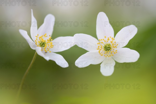 Wood anemone (Anemone nemorosa), Rügen, Sassnitz, Lower Saxony, Germany