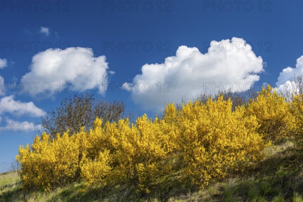Flowering broom (Genista) at the Tempelberg on Rügen, Rügen, Bobbin, Mecklenburg-Vorpommern, Germany