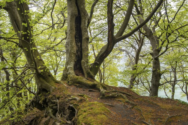 Beech forest with view of chalk cliffs in Jasmund National Park on Rügen, Sassnitz, Rügen, Mecklenburg-Western Pomerania, Germany