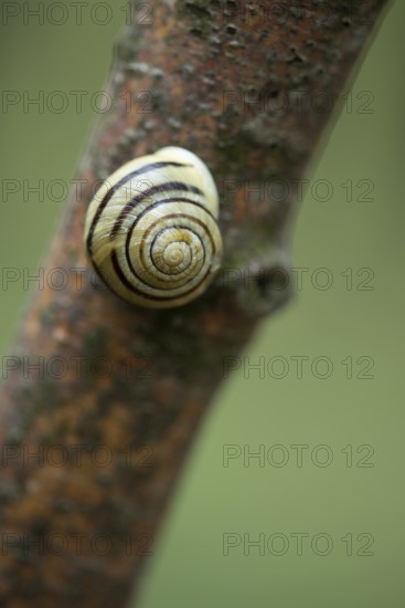Grove slug (Cepaea nemoralis) on a branch, Rügen, Mecklenburg-Western Pomerania, Germany