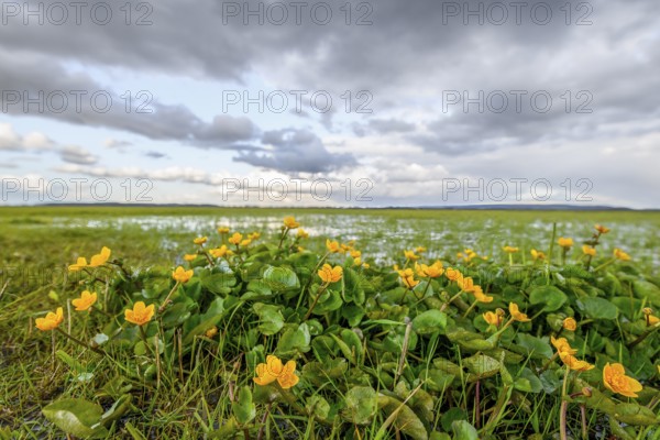 Yellow flowers of marsh marigolds (Caltha palustris) in front of a wide landscape panorama of the Ochsenmoor under a cloudy sky, Dümmer nature park Park, Lower Saxony, Germany