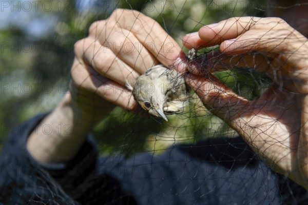 A female blackcap (Sylvia atricapilla) is released by hands from a net in the sunlight to be measured and ringed Bird migration research, Münsterland, North Rhine-Westphalia, Germany