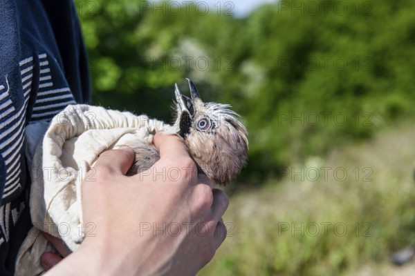 Eurasian jay (Garrulus glandarius) being held by a person, head collected as part of a survey during a ringing campaign, Münsterland, North Rhine-Westphalia, Germany
