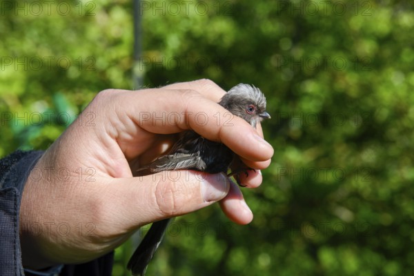 A long-tailed tit (Aegithalos caudatus) is carefully held in the hand, bird research, ringing, Münsterland, North Rhine-Westphalia, Germany