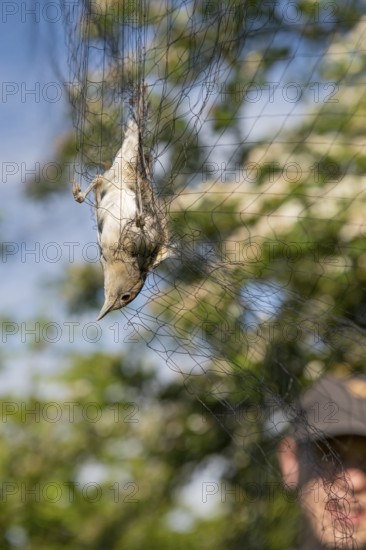A female blackcap (Sylvia atricapilla) is caught upside down in a net, bird migration research, Münsterland, North Rhine-Westphalia, Germany
