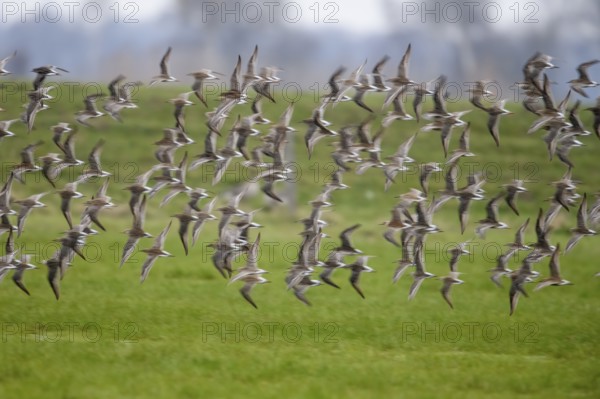 A flock of ruffs (Calidris pugnax, Syn.: Philomachus pugnax) flies close over the water, dynamic representation of wildness, Dümmer nature park Park, Lower Saxony, Germany